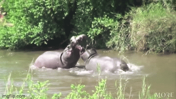 video ha ma ngoac mieng dau vo mom tren song va cai ket bat ngo