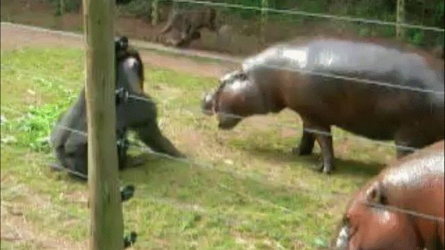Video: Hà mã háu ăn lao tới tranh phần, bất ngờ bị khỉ châu Phi tát cho "lật mặt"