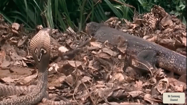 Video: Kẻ bí ẩn xuất hiện đột ngột, vô tình "cứu" ổ trứng cá sấu khỏi kỳ đà tinh ranh