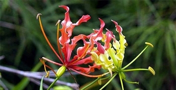 tu vi tuan moi 124 den 1842021 tuoi mao tinh duyen cong danh tai loc