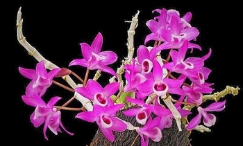 tu vi tuan moi 124 den 1842021 tuoi ty se gap kha nhieu dieu khong hay