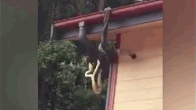 Video: Hai trăn 'khủng' đánh nhau kinh hoàng trên mái nhà