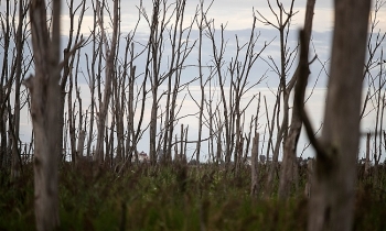 video giai ma nhung khu rung ma ven bien dai tay duong