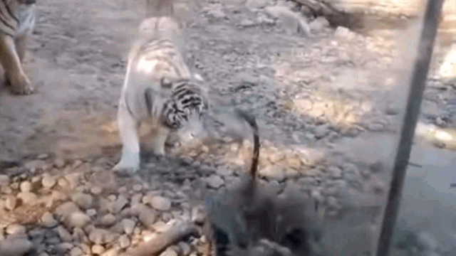 hai uoc hinh anh chu ho trang cuong cuong bo chay sau bi con ngong doa