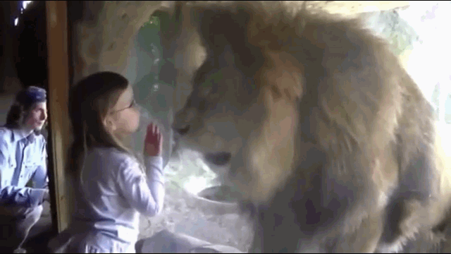 Video: Được bé gái hôn gió, sư tử phấn khích múa may quay cuồng