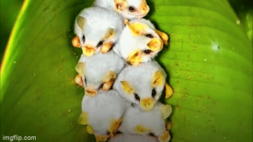 video can canh loai doi sieu ti hon voi lop long mao trang muot ky la