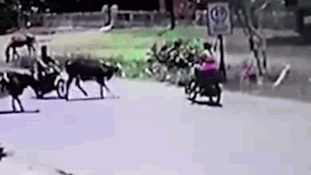 Video: Bò "điên" bất ngờ tung cước đá văng người phụ nữ