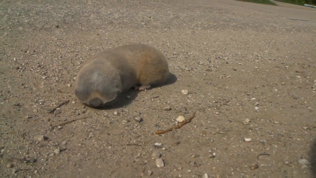 video can canh sinh vat ky quai khien nguoi xem dung hinh