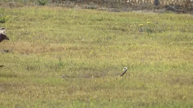 video dieu hau duoi do tom gon ran doc tan huong bua sang ngon lanh