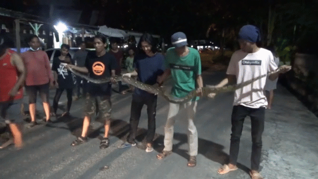 video tom gon tran khung an hang tram con chim o trang trai