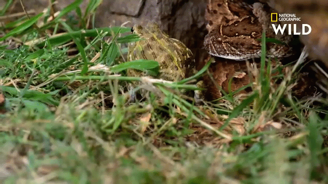 video ran phi kich doc ra don cuc nhanh ket lieu con moi trong tich tac