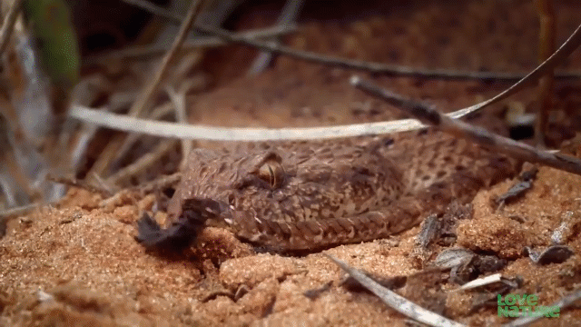 video bi ran tu than dung chieu tinh ranh tha moi nhu than lan tu dan xac nop mang