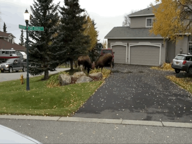 video hai con nai sung quyet chien gay nao loan ca khu pho