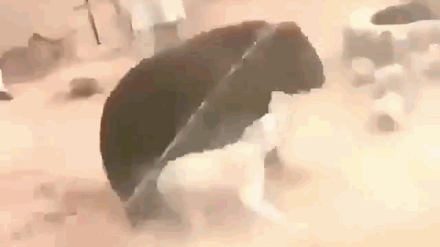 video cho ngao hung hang tu chien cung gau den