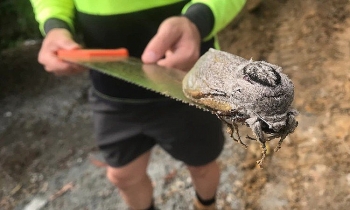 video can canh loai buom dem khong lo nang hon chuot