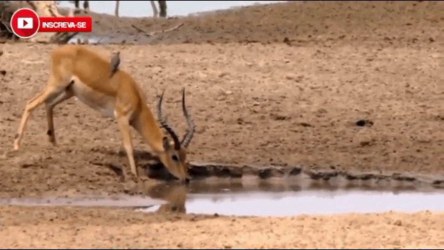 video sung qua dai linh duong chet tham duoi ham ca sau