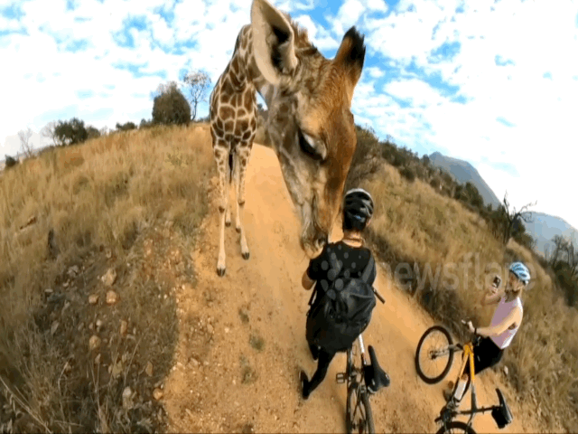 Video: Thú vị hình ảnh chú hươu cao cổ chặn đường cặp đôi đi xe đạp