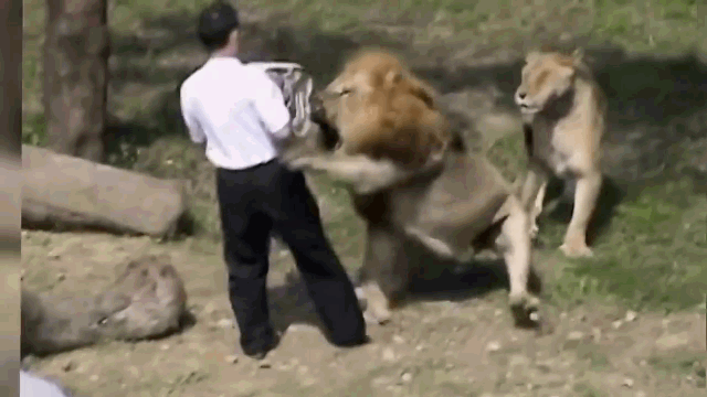 Video: Nhảy vào chuồng trêu tức sư tử, người đàn ông suýt trả giá đắt