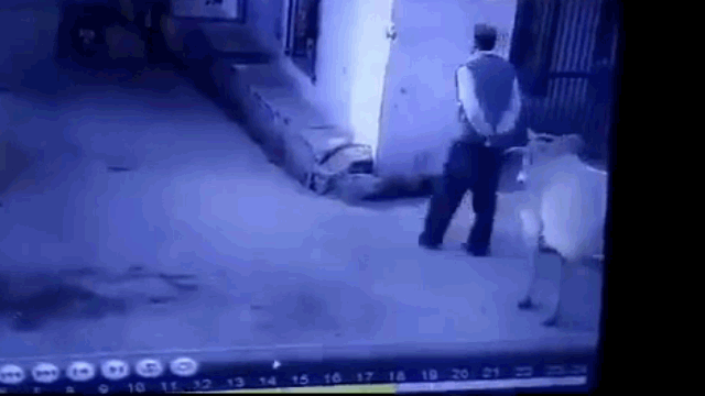 Video: Bò "điên" hung hăng tấn công người đàn ông rồi thản nhiên bỏ đi