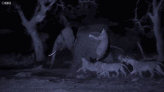 Video: Đàn sư tử truy sát voi rừng trong đêm