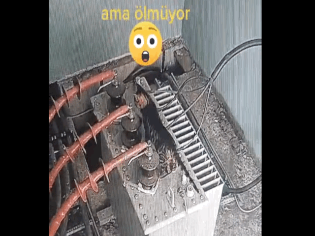 video chu meo hoi sinh than ky sau khi bi dien giat nga lan