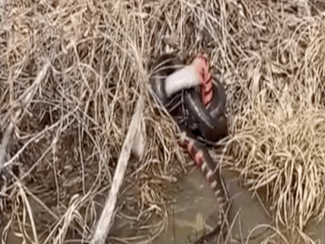 video chu luon bat ngo thoat nan than ky sau pha danh up cua ran