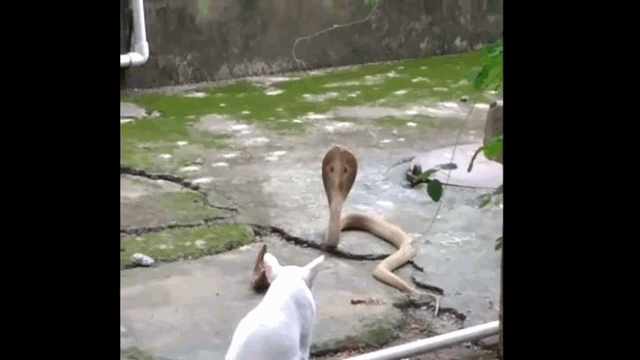 video dinh chieu doc cua meo ran ho mang bi tom gon