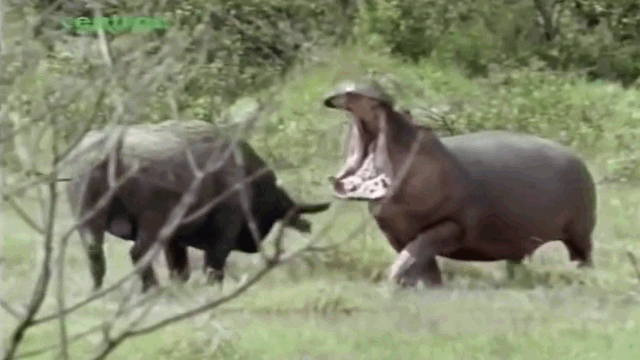 video co tinh treu nguoi ha ma trau rung suyt gap nan