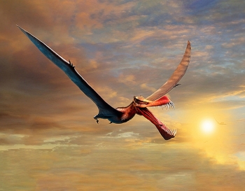 australia phat hien hoa thach cua loai than lan bay lon nhat sai canh uoc tinh rong toi 7m