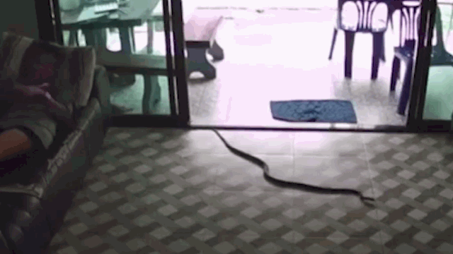 Video: Cô gái hốt hoảng khi thấy hổ mang dài 2m tung tăng vào phòng khách