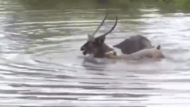 Video: Bị truy sát, linh dương "phản đòn" dìm sư tử xuống nước