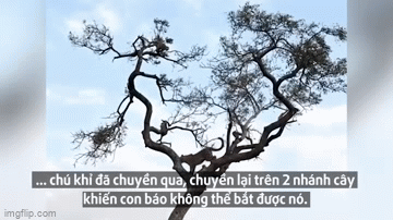 video bao hoa va mo hoi vi tro duoi bat tren cay voi chu khi tinh ranh