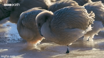 video hang tram con hong hac bi ket trong ho nuoc dong bang