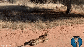 Video: Báo săn Nam Phi dùng chiến thuật du kích áp sát rồi tóm gọn con mồi