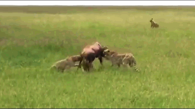 video linh duong be nho khien ca dan bao muoi mat