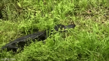 video vua bo len bo ca sau lap tuc be lai khi gap chu meo