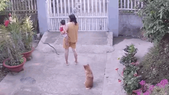 Video: Bị rắn lao vào người, người phụ nữ hốt hoảng bỏ chạy