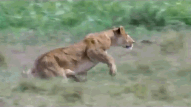 Video: Sư tử bay người hạ gục ngựa vằn nhanh như chớp