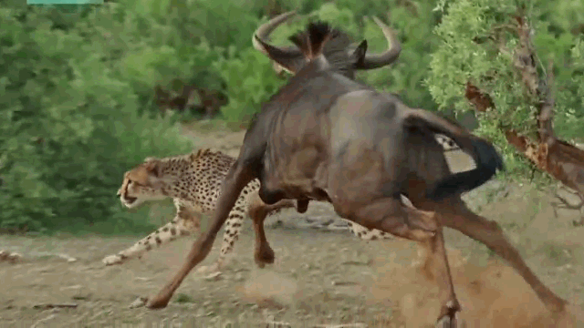 Video: Gãy 1 chân, linh dương đầu bò vẫn quyết tử chiến với bầy báo