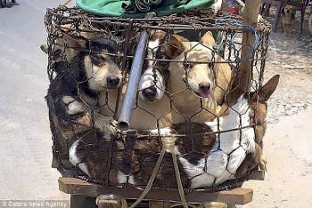 thong tin phap luat chieu 149 cu ong chet bat thuong trong luc mua cho dao o nha nguoi phu nu