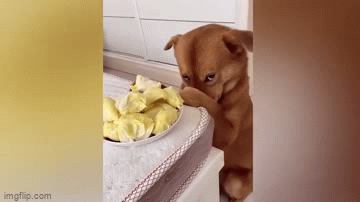 Video: Phản ứng "đáng yêu" của chú chó khi được cho ngửi sầu riêng