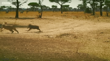 Video: Lợn bướu bất ngờ phản công đuổi đánh sư tử