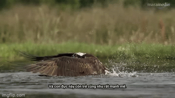 video ung bien doat mang ca hoi nhanh nhu chop