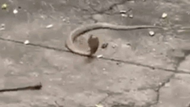 Video: Thấy rắn hổ mang bò vào nhà, người phụ nữ xử lý nhanh trí