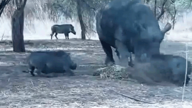 Video: Dại dột "trêu ngươi" tê giác, lợn rừng nhận kết cục thảm