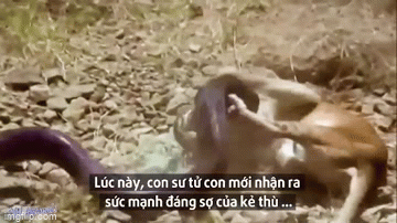 video trot tan cong tran da su tu nhan bai hoc nho doi