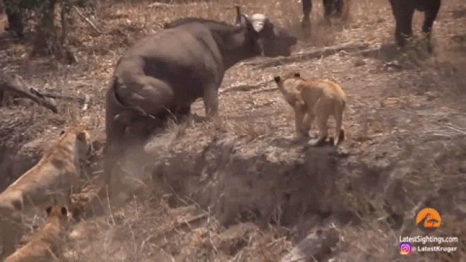 video thanh vien gap nan 500 anh em trau rung lao toi giai vay