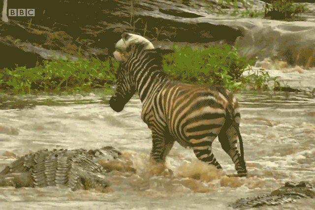 video ngua van song sot ky dieu khi bang qua dong nuoc lu voi hang loat ca sau chuc cho