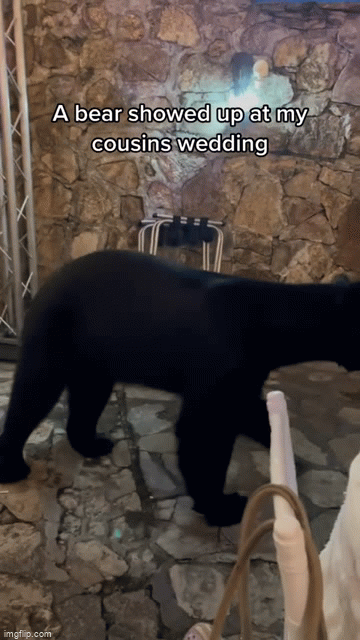 Video: Gấu xông vào càn quét tiệc cưới, khách mời vẫn thản nhiên dùng bữa