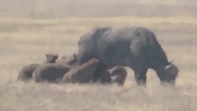 Video: Bị cả đàn linh cẩu tấn công, trâu rừng vẫn ung dung gặm cỏ